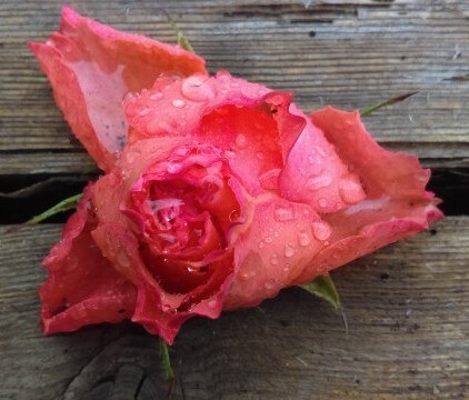 gesundheitsförderung blume