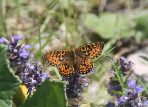 pflegeberatung schmetterling