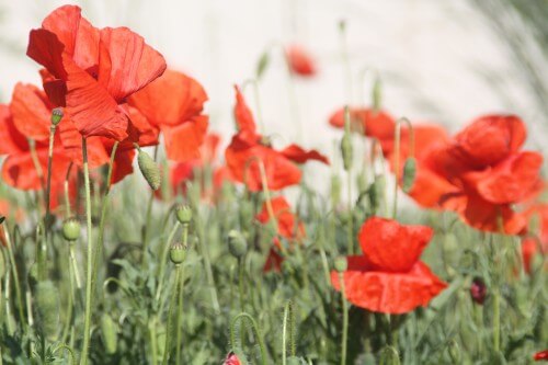 wundmanagment mohn